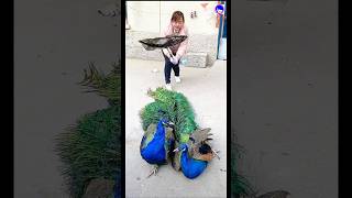 Super peacock video peacock shorts bdsports bollywood romanticsong [upl. by Haikan]