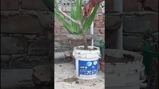 gardeningChampa plant cutting  phalphoolaursabjiyaindoorplants virelshorts gardeningideas [upl. by Jareb]