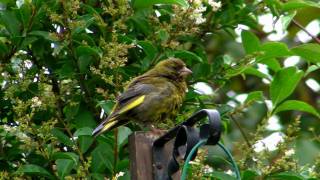 Greenfinch with Trichomoniasis or fat finch disease [upl. by Ashbey]