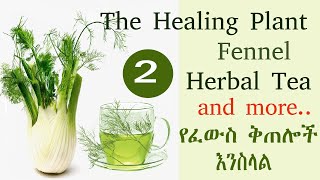 Fennel Tea and Salad የእንስላል ሻይ መጠጥና ስላጣ Part 2 [upl. by Duile561]