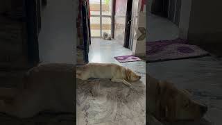 Kitne Aadmi the trending cutedoglover petlover doglover [upl. by Leinto]