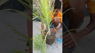 Lemon Grass Roots Pruning  What Do You Use Lemon Grass For satisfying shorts 🇮🇳👍♥️ [upl. by Jonathon]