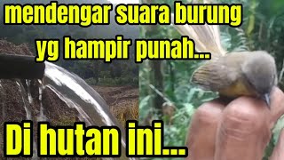 HUTAN INI MASIH MENYIMPAN BURUNG BURUNG LANGKA [upl. by Wang]