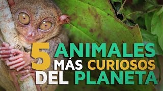 Los 5 animales más CURIOSOS del planeta [upl. by Durkee]