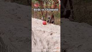 Birds vs Chipmunk  naturelover india [upl. by Tripp]