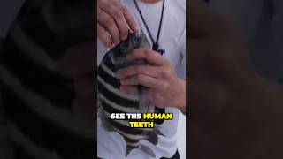 Unbelievable Teeth on Sheepshead Fish Caught in Tampa Bay [upl. by Yarehs]