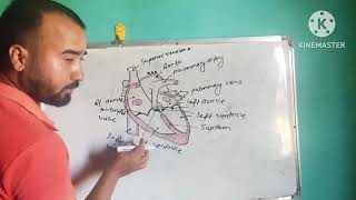 Class 10  Science Blood Circulation Through Human Heart [upl. by Galasyn336]