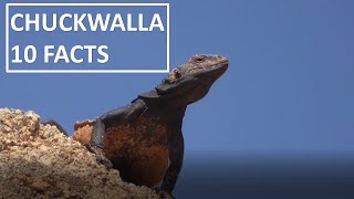 10 Fun Facts about the Chuckwalla Lizard Iguana Sauromalus ater [upl. by Llednor192]