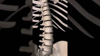 Spine anatomy lumbar  vertebral column [upl. by Shel]