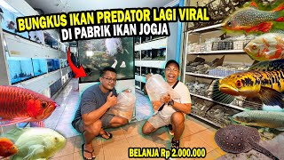 BELANJA 2 JUTAAN LANGSUNG DI PABRIK IKAN PREDATOR amp CHANNA DI JOGJA [upl. by Bully]