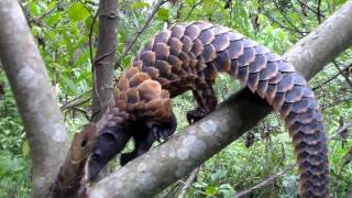 World Pangolin Day 2017 Educational documentary [upl. by Jadda]