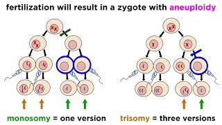 Alteration of Chromosome Number and Structure [upl. by Amerigo]