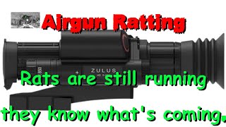 Airgun Ratting  The rats are still running they know whats coming [upl. by Emoraj]