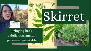 Skirret A Sweet Ancient Perennial Root Vegetable [upl. by Marc]