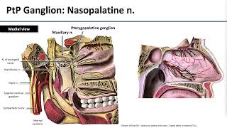 14 Maxillary Nerve [upl. by Aetnuahs739]