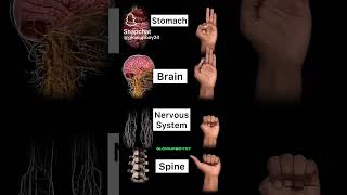 Exercise Stomach Brain Nervous systemSpine💐💐🇮🇳🇮🇳🇮🇳🇮🇳🇮🇳🇮🇳🇮🇳🇮🇳🇮🇳🇮🇳 [upl. by Eustasius]