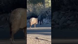 A couple of Javelina Gotta love Arizona arizona javelina [upl. by Gnel731]