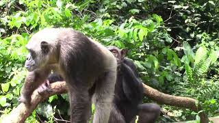 Indian chimpanzee today work [upl. by Oderfodog]