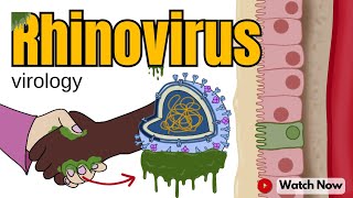 Rhinovirus How This Virus Makes You Feel Under the Weather  Virology 101 Animated Video [upl. by Winnifred]