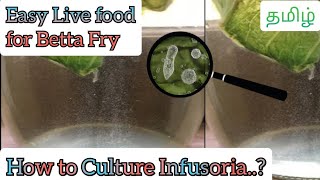 Everything about Infusoria Culture  How to culture infusoria at home தமிழ்  Dorsal Fin [upl. by Suiramad]