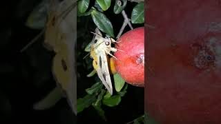 Pomegranate fruit sucking moth [upl. by Addy278]