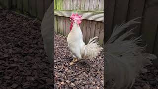 Leghorn Cockerel  Rooster Crowing [upl. by Dusza]