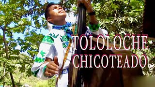 TOLOLOCHE CHICOTEADO Huichol [upl. by Akinaj]