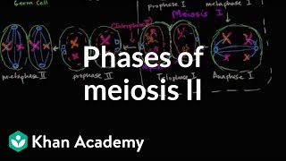 Phases of meiosis II  Cells  MCAT  Khan Academy [upl. by Nwahsor]