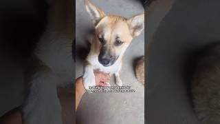 quotA very wellbehaved dogquot shortsvideo animals cuteanimal [upl. by Harrod]