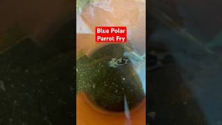 More blue polar parrot fish Babies [upl. by Veal126]