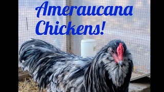 Ameraucana Chickens [upl. by Aihsetal]