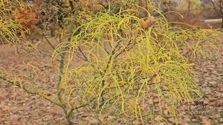 Rhamnus frangula Asplenifolia krušina olšová [upl. by Charie42]