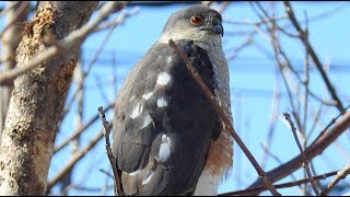 Épervier brun Sharpshinned Hawk [upl. by Erolyat]