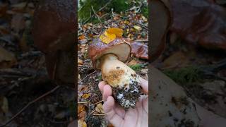 🍄‍🟫 Boletus pinícola octubre 2024 shorts fungi boletus mushroom micologia micelio [upl. by Cogn226]