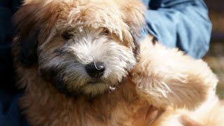 How To Socialize Your Soft Coated Wheaten Terrier Puppy [upl. by Rotkiv]