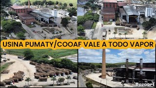 USINA PUMATYCOOAF VALE EM JOAQUIM NABUCO SAFRA 20242025 A TODO VAPOR [upl. by Narok]