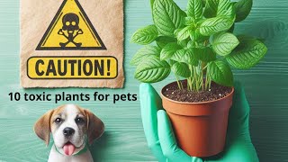 10 plants that are toxic to pets [upl. by Elylrac711]