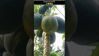 Papaya fruit harvesting video  no1 fruit satisfying trending papaya [upl. by Selrahcnhoj]