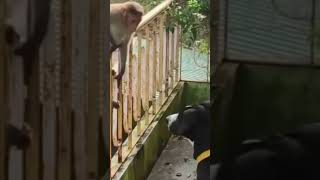 These chimps come by everyday to keep the doggo company video love dog monkey [upl. by Niboc]