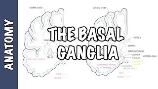 The Basal Ganglia Clinical Anatomy [upl. by Ahsaei]