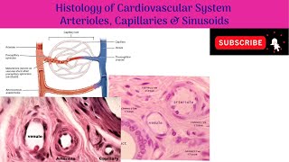 Anatomy mbbs education [upl. by Herr]