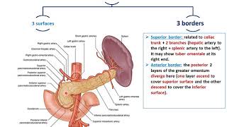 Anatomy of the Pancreas  Dr Ahmed Farid [upl. by Nahtnoj]