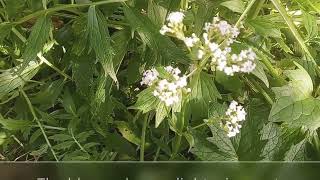 Valerian  Valeriana officinalis Seeds to plant to blooms to harvest and tincture [upl. by Vita]