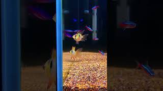 Cardinal tetra and beautiful fishes in aquarium tank 😊💕aquariumfish tetrafish aquascaping [upl. by Hadria]