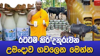 රටටම කිරි උතුරුවන උමංදාව ගවලෙන [upl. by Ydolem]