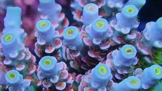 Frag Garage Best Acropora Tenuis Corals [upl. by Bodrogi]