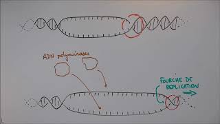 Réplication de lADN  1 Déroulement général [upl. by Agretha]