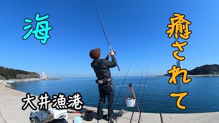 釣り日和。釣れる日和。楽しい陽気。【知多半島・大井漁港】 [upl. by Jaret]