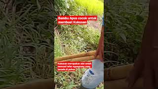 Bambu Apus cocok untuk membuat Kukusan [upl. by Admana]