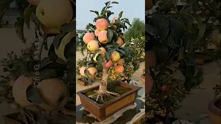 How to Grow Apple at Home Using New Technique 🍎 plants shorts farming [upl. by Mun]